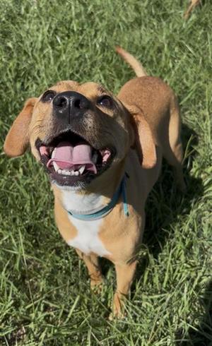 BIG DADDY, Chihuahua, adult, available for adoption
