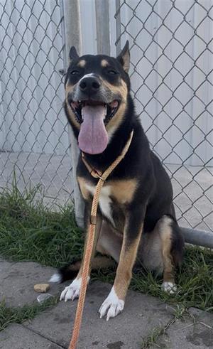 DUDE, Australian Cattle Dog/Blue Heeler / Miniature Pinscher, adult, available for adoption