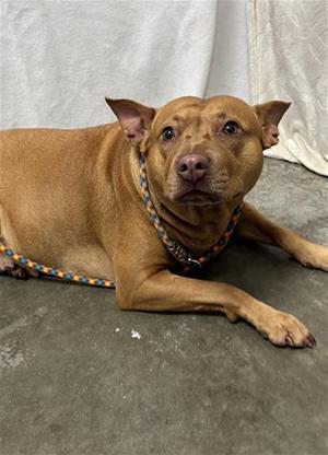 DULCE, Pit Bull Terrier, adult, available for adoption