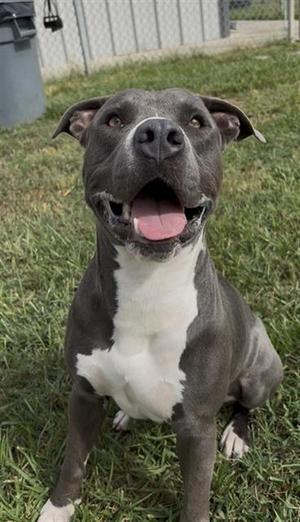 A gray and white dog sitting on grass, looking up with its mouth open and tongue out.
