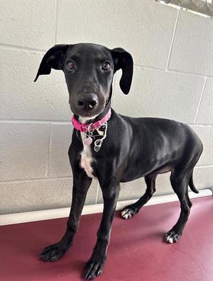 BESSIE, Labrador Retriever, puppy, available for adoption