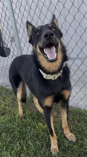 ECHO, German Shepherd Dog, adult, available for adoption