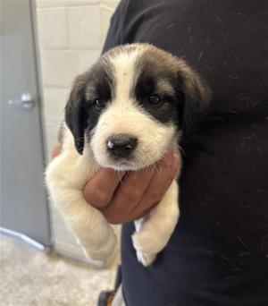 DOPEY, Australian Cattle Dog/Blue Heeler, puppy, available for adoption