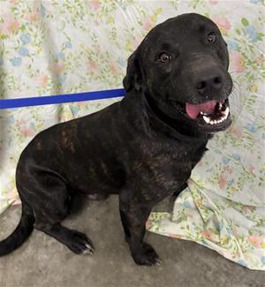DIESEL, Labrador Retriever, adult, available for adoption