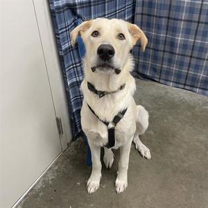 ARMSTRONG, Labrador Retriever / Great Pyrenees, young, available for adoption