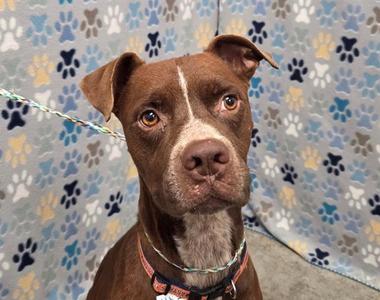BRIGGS, Pit Bull Terrier, adult, available for adoption