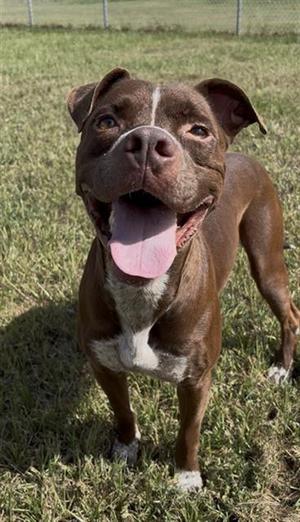 BRIGGS, Pit Bull Terrier, adult, available for adoption
