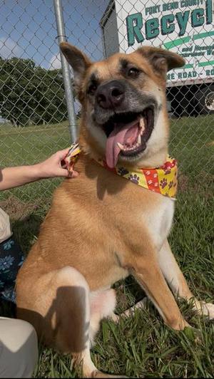 BOLDER, German Shepherd Dog, senior, available for adoption