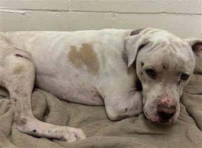 GOOBER, American Staffordshire Terrier, adult, available for adoption