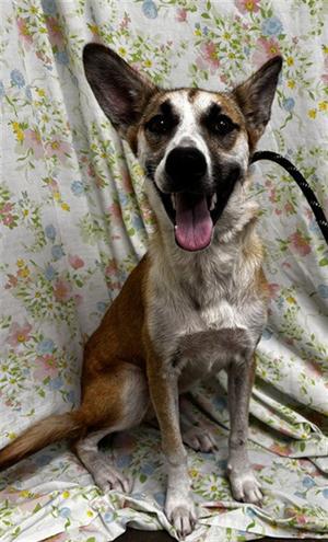DOLLY, German Shepherd Dog, young, available for adoption