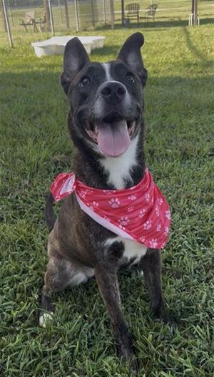 BRINDI, Pit Bull Terrier, young, available for adoption