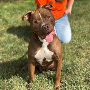 Rubble, Terrier, American Pit Bull, adult, available for adoption