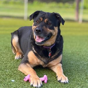 Boots, Mixed Breed (Large), adult, available for adoption