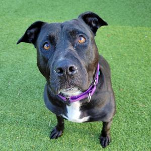 A black dog with a white chest and a purple collar, sitting on a green artificial turf.