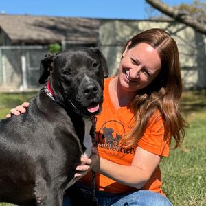 Rip, Terrier, Pit Bull, adult, available for adoption
