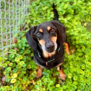 Hugo, Hound, Basset, senior, available for adoption