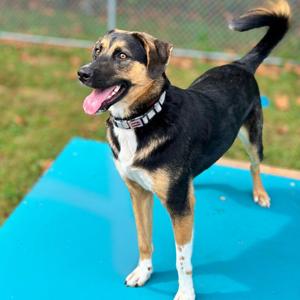 Junior, Mixed Breed (Medium), adult, available for adoption