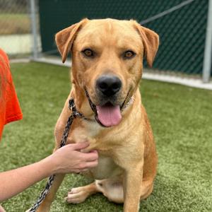 Winslow, Retriever, Yellow Labrador, adult, available for adoption