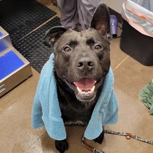 Brock, Shepherd, German, adult, available for adoption