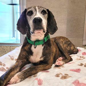 Gertie, Mountain Cur, senior, available for adoption