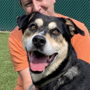 Helio, Shepherd, senior, available for adoption