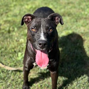 Beth, Terrier, Pit Bull, adult, available for adoption