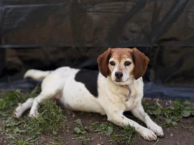 Bertha **Bonded with Phyllis**, Beagle, senior, available for adoption