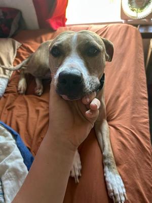 Ruby, Pit Bull Terrier / Mixed Breed, adult, available for adoption