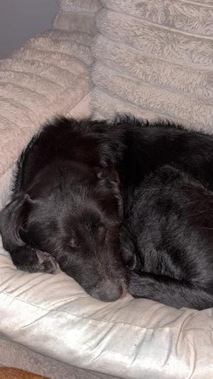 Jasmine **COURTESY LISTING**, Terrier / Mixed Breed, adult, available for adoption
