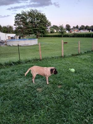 Lucy ***Courtesy Listing***, Mastiff, adult, available for adoption