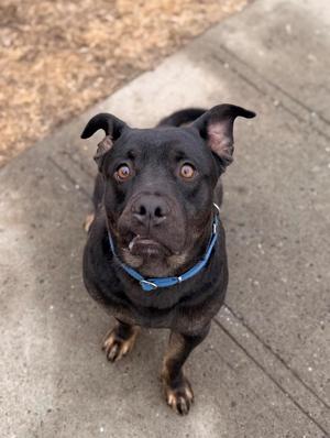 A black dog with brown markings and wide eyes sits on a concrete path.