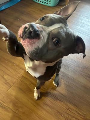 Buggzy **Bonded with Beast**, Pit Bull Terrier / Mixed Breed, young, available for adoption
