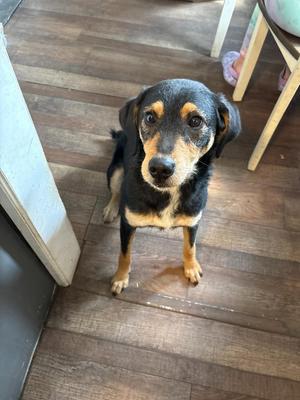 Stubbs **COURTESY LISTING**, Australian Shepherd / Bluetick Coonhound, young, available for adoption