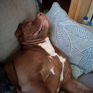 Gracie Mae **COURTESY LISTING**, Pit Bull Terrier / Mixed Breed, puppy, available for adoption