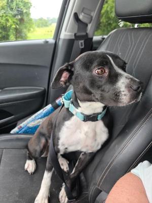 A black and white dog sitting in the back seat of a car, wearing a blue collar.