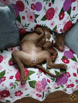 Gracie Mae **COURTESY LISTING**, Mixed Breed, puppy, available for adoption