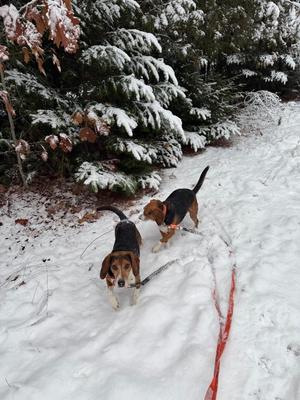Griff **COURTESY LISTING**, Beagle, adult, available for adoption