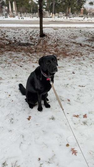 Remy ***Courtesy Listing***, German Shepherd Dog / Affenpinscher, adult, available for adoption