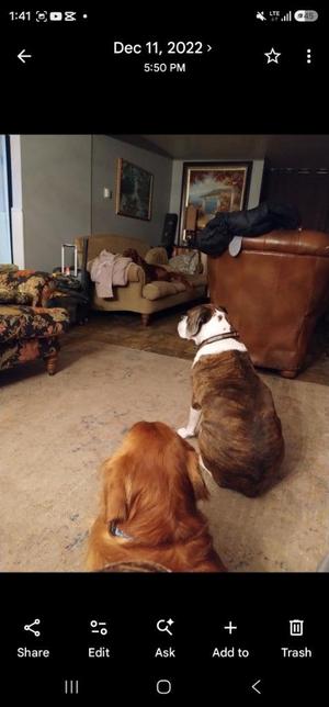 Dixie *** Courtesy Listing***, Boxer, senior, available for adoption
