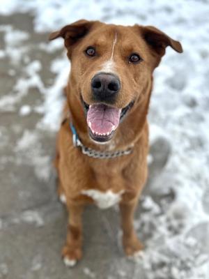 Mahony, Chow Chow / Mixed Breed, adult, available for adoption