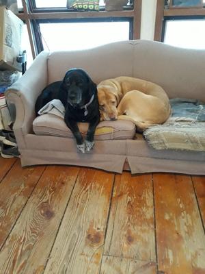 Gabby **COURTESY LISTING**, Black Labrador Retriever, senior, available for adoption