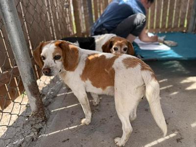 Phyllis **Bonded with Bertha**, Beagle, adult, available for adoption