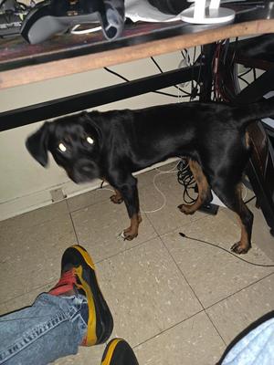 Star **COURTESY LISTING**, Rottweiler / Labrador Retriever, puppy, available for adoption