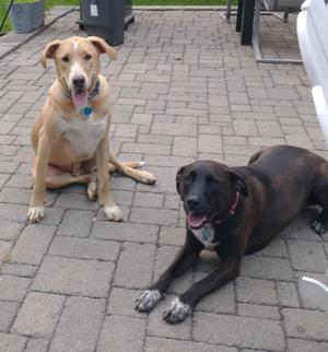Two dogs, one light brown and one dark brown, sitting and lying on a paved patio.