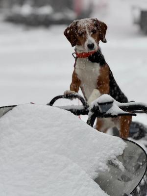 Bella **COURTESY LISTING**, Beagle, adult, available for adoption