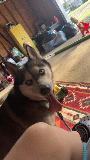 Shiya **COURTESY LISTING**, Husky, adult, available for adoption