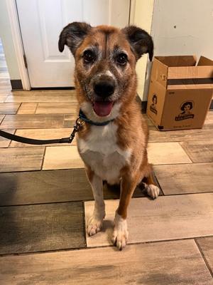 Rebel, Shepherd / Collie, senior, available for adoption
