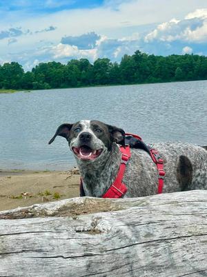Smegs **COURTESY LISTING**, Australian Cattle Dog / Blue Heeler / Mixed Breed, young, available for adoption