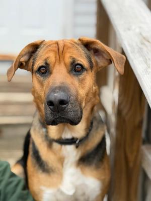 Max, German Shepherd Dog / Mixed Breed, young, available for adoption