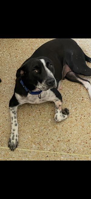 Anna, Labrador Retriever / Hound (Unknown Type), adult, available for adoption